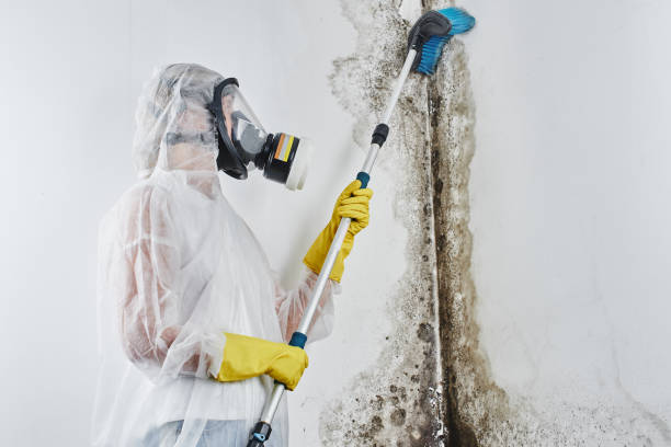 Best Commercial Mold Removal  in Nissequogue, NY