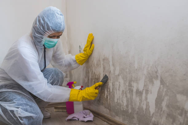 Mold Testing and Removal in Nissequogue, NY