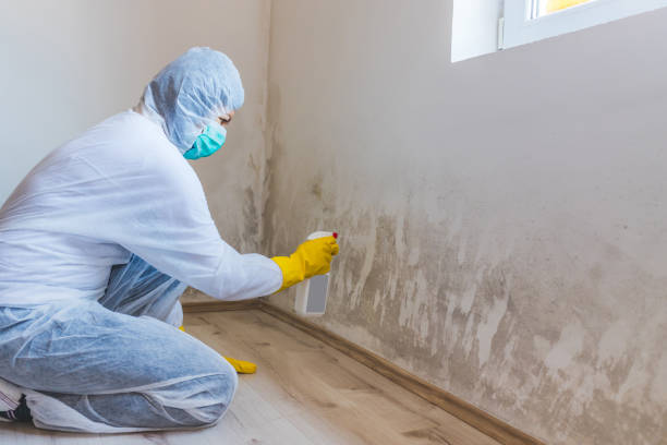 Mold Removal Process in Nissequogue, NY
