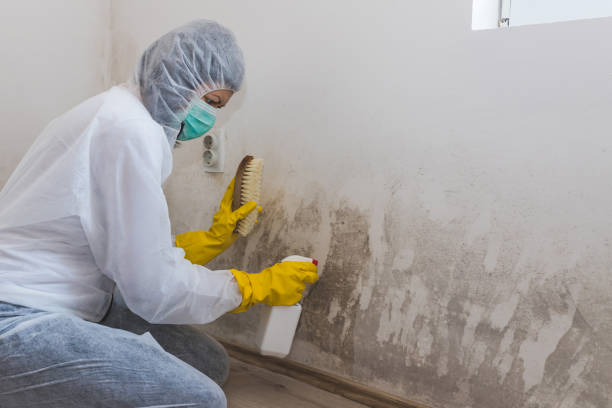 Best Mold Removal and Inspection  in Nissequogue, NY