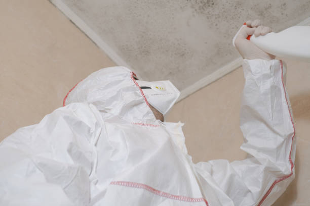 Best Local Mold Removal Service  in Nissequogue, NY