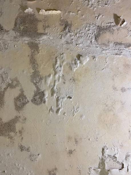 Certified Mold Removal in Nissequogue, NY