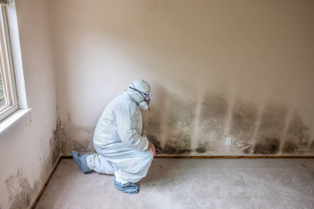 Best Toxic Mold Removal  in Nissequogue, NY