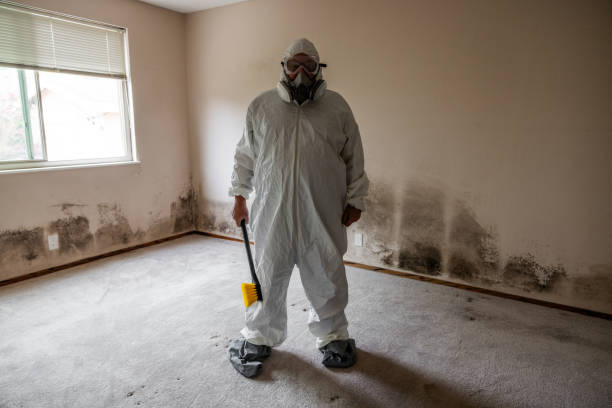 Mold Testing and Removal in Nissequogue, NY