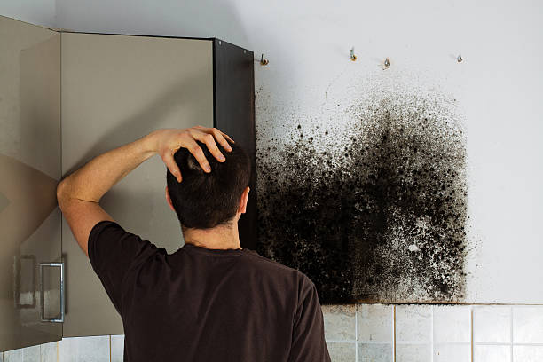 Best Commercial Mold Removal  in Nissequogue, NY