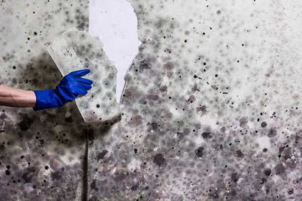 Best Crawl Space Mold Removal  in Nissequogue, NY