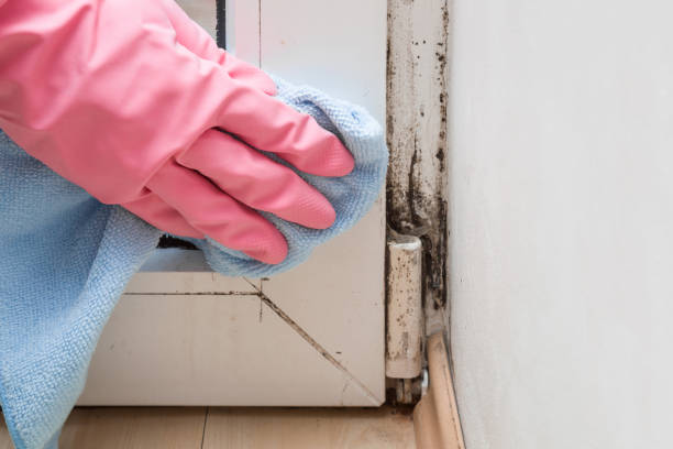 Best Toxic Mold Removal  in Nissequogue, NY