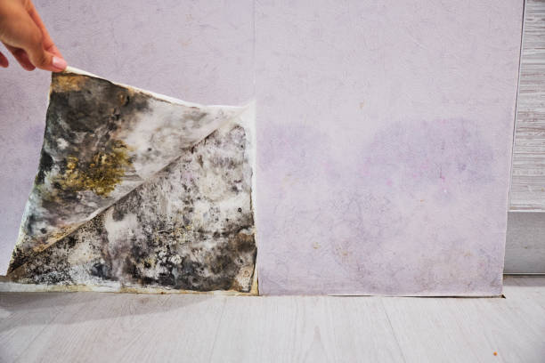 Mold Removal and Inspection in Nissequogue, NY